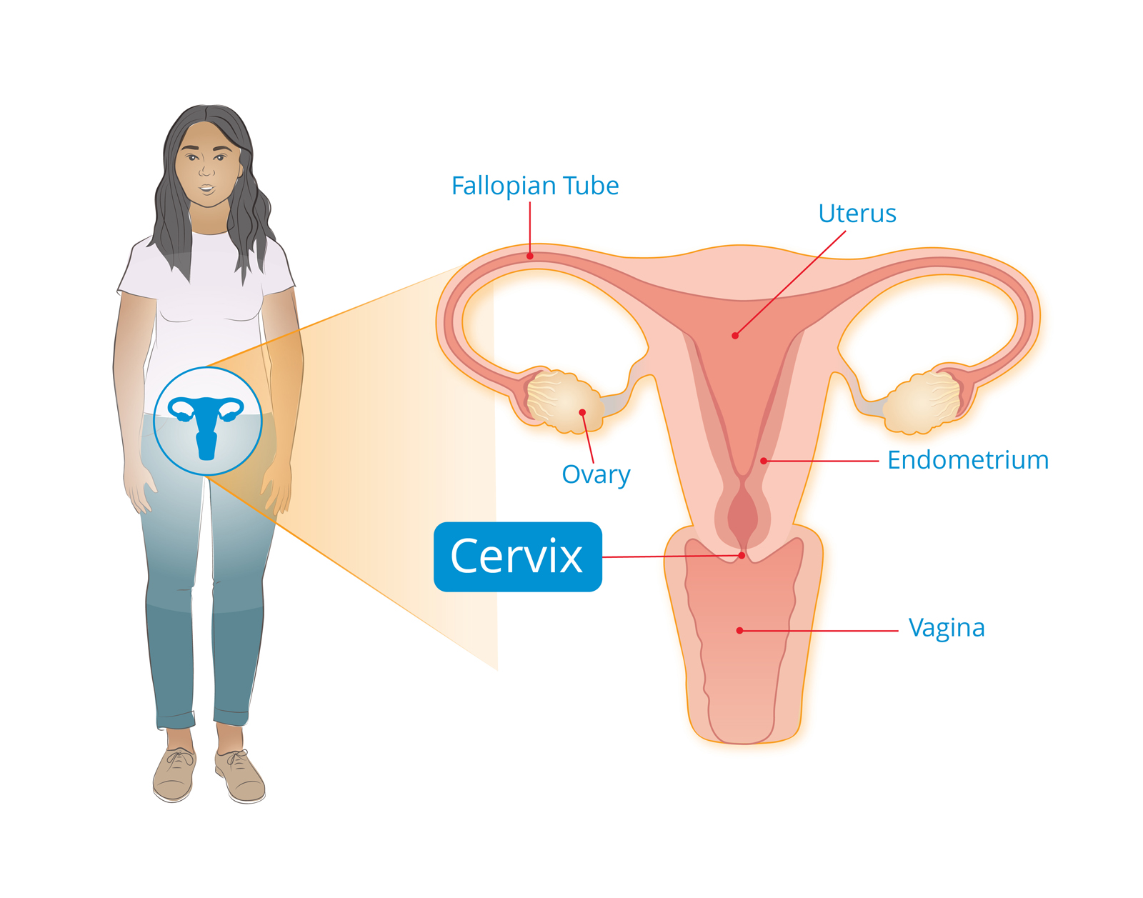 where is the cervix.jpg